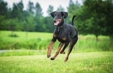 doberman family guard dog running in garden