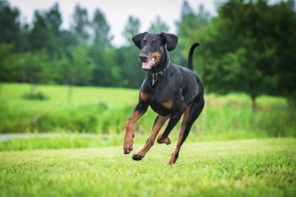 doberman family guard dog running in garden