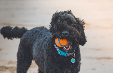 black dog being taught how to stop barking