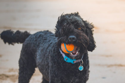 black dog being taught how to stop barking