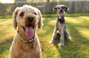 dogs outdoors in dog pens