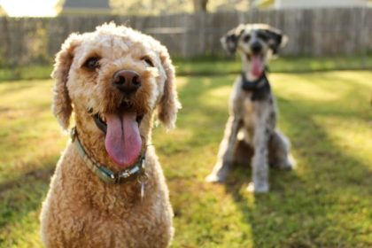 dogs outdoors in dog pens