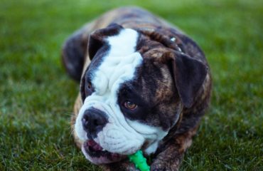 bulldog playing dog activities at home