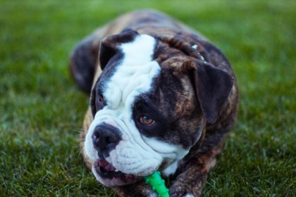 bulldog playing dog activities at home