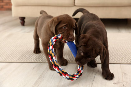 keeping your dog fit during lockdown