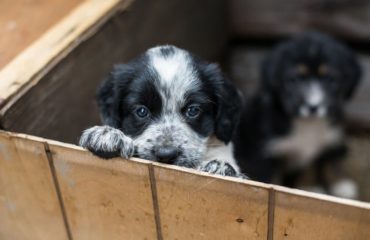 puppy being rescued from dog shelter