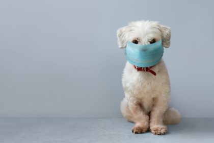 how to familiarise your dog with facemasks