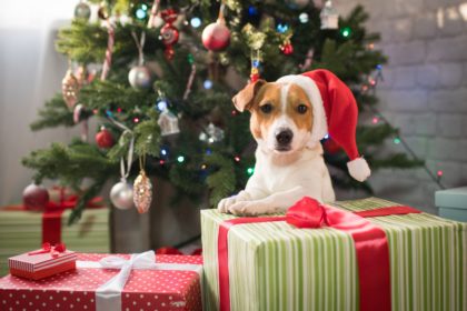 how to make your Christmas dog-friendly