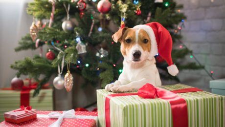 how to make your Christmas dog-friendly