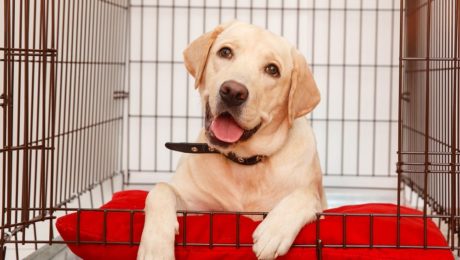 crate training your dog