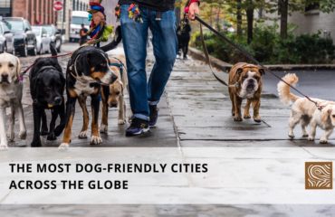 The Most Dog-Friendly Cities Across The Globe