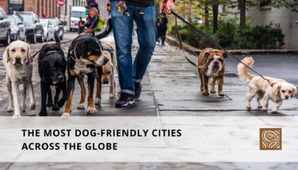 The Most Dog-Friendly Cities Across The Globe