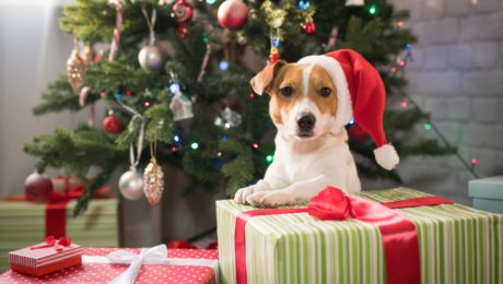 how to make your Christmas dog-friendly