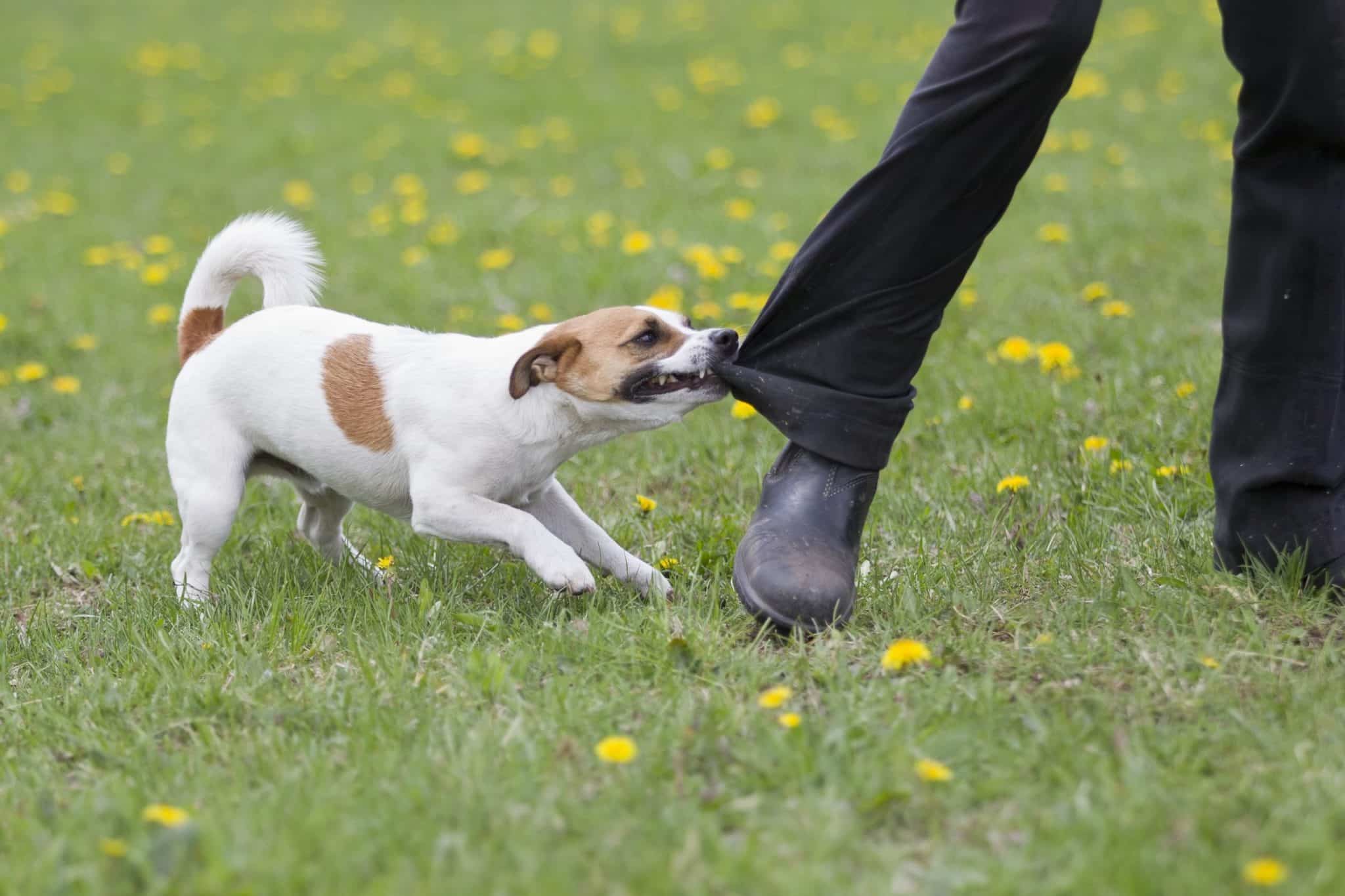 small dog biting trouser leg