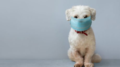 how to familiarise your dog with facemasks