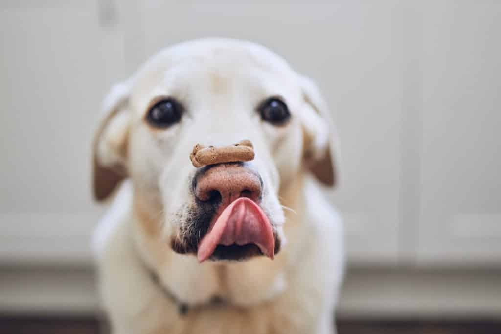 Dog Biscuit Banner