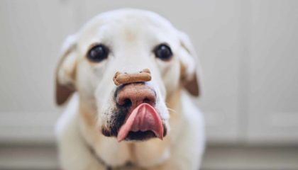 Dog Biscuit Banner