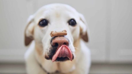 Dog Biscuit Banner