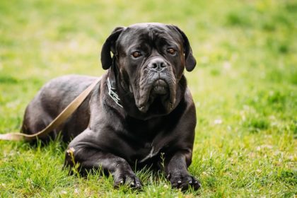 cane corso dog breed