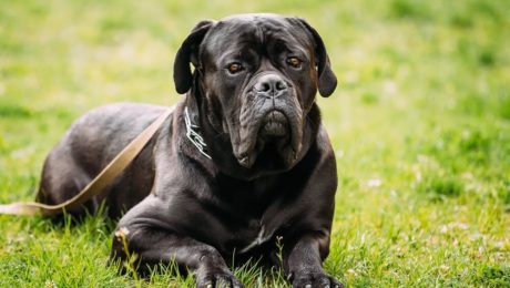 cane corso dog breed