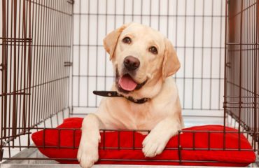 crate training your dog