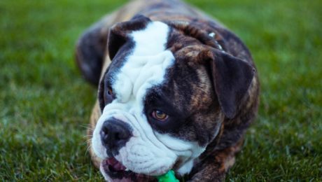 bulldog playing dog activities at home