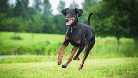 doberman family guard dog running in garden