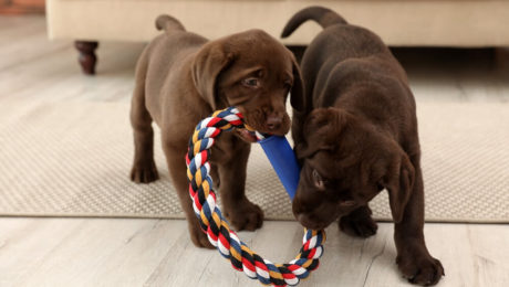 keeping your dog fit during lockdown