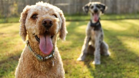 dogs outdoors in dog pens