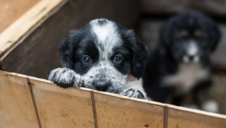 puppy being rescued from dog shelter